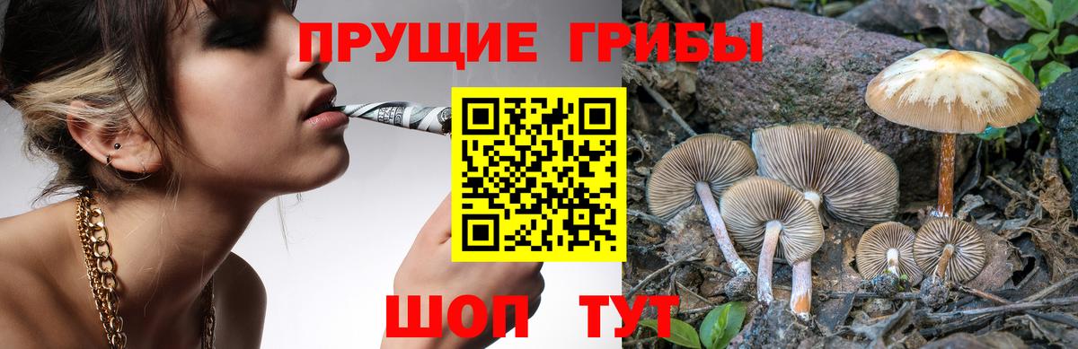 Псилоцибиновые грибы GOLDEN TEACHER  Вход с VPN  Мурино  Галлюциногенные грибы Psilocybe 